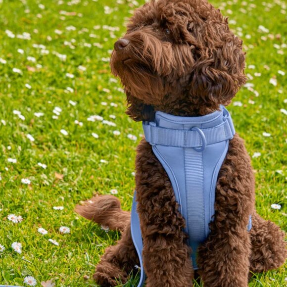 (Wild One) NWT Dog Harness in Moonstone, size Small - Picture 5 of 7